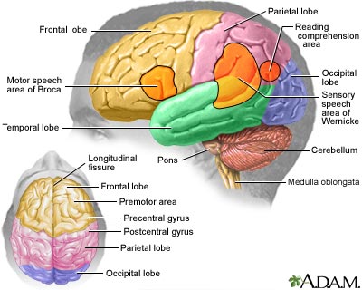 brain