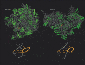 A novel RNA structural motif, named 'rope sling motif'