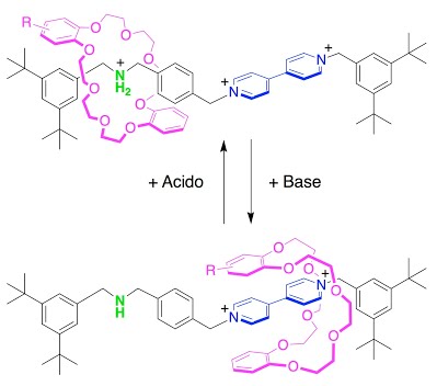Molecular structures of the protonated and deprotonated forms of the rotaxane, showing the macrocycle at each of the two alternate binding sites on the axle of the rotaxane.