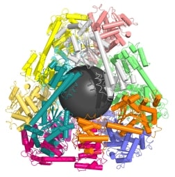Todd_Yeates_image_for_2012_Science_paper_-c