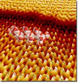 peptides on a mineral crystal surface