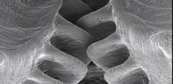 InsectGears