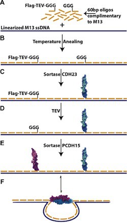 sortase_300
