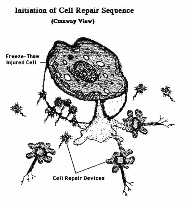 CellRepDrxl